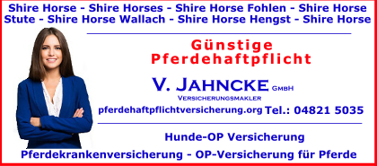 Shire-Horse